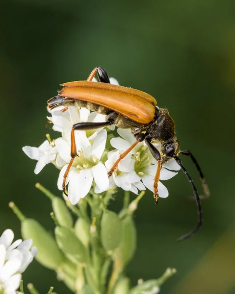 Barbel Böceği Benekli Bir Leptura Dır Lat Stictoleptura Variicornis Bir — Stok fotoğraf