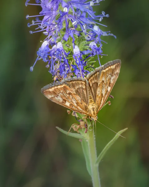 Der Dickkopf Acteon Lateinisch Thymelicus Acteon Ist Ein Schmetterling Aus — Stockfoto