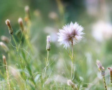 Çayırda olgun bir vücut, bulanık bir arka plan, yakın plan.