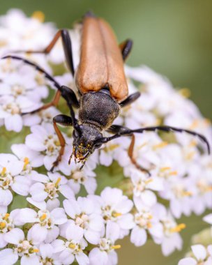 Barbel böceği benekli bir leptura 'dır (Lat. Stictoleptura variicornis) bir çiçeğin üzerinde oturur, yakın plan