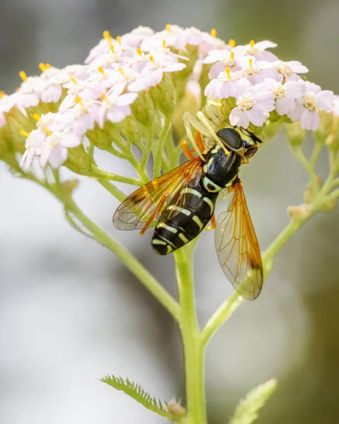 flower spider caught a wasp on a flower and holds it with its paws, close-up