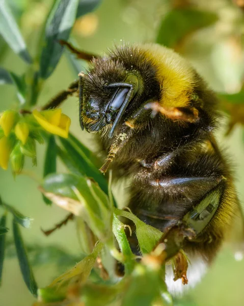 Abejorro Recoge Polen Una Flor Primer Plano —  Fotos de Stock