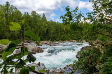 Dağ nehrinin, yeşil orman ve vahşi yaşam arasındaki çalkantılı su akışının görüntüsü.