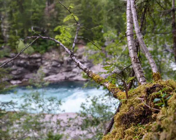 Vista Fluxo Água Turbulento Rio Montanha Entre Floresta Verde Vida — Fotografia de Stock