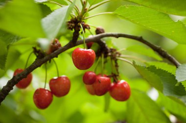 Kiraz kiraz ağacı üzerinde