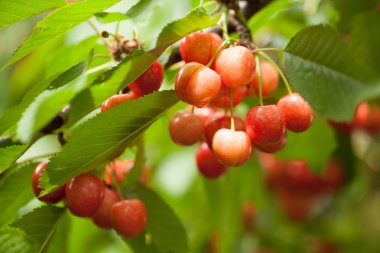 Kiraz kiraz ağacı üzerinde