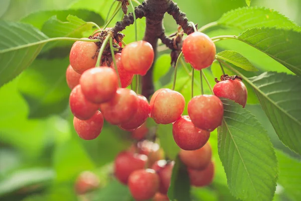 Körsbär på körsbärsträd — Stockfoto