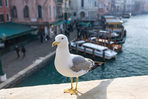 Martı Venedik — Stok fotoğraf