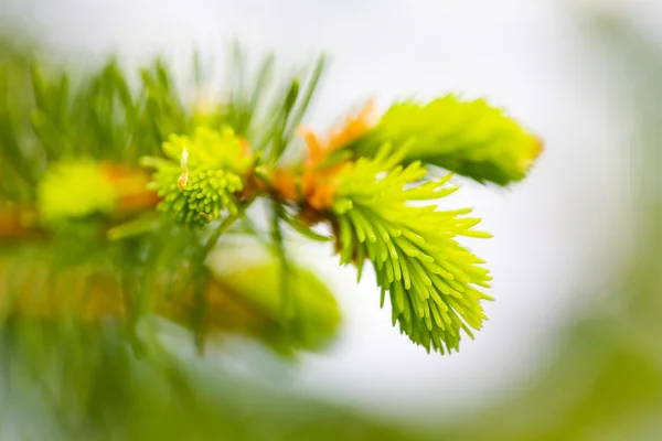 Spruce buds close up — Stock Photo, Image
