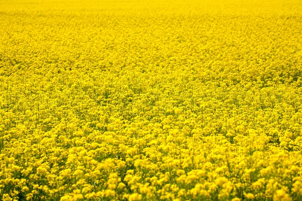 Rapeseed flower filed — Stock Photo, Image