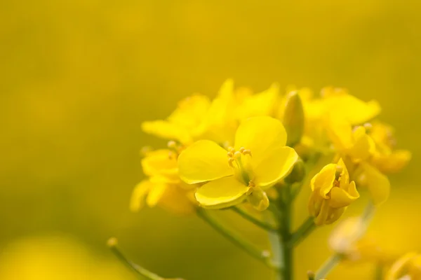Rapeseed flower close up — Stock Photo, Image