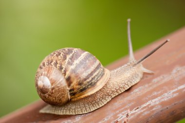 yavaş hareket salyangoz