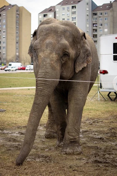 Цирковой слон за кулисами — стоковое фото