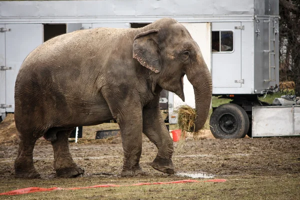 Elefante de circo nos bastidores — Fotografia de Stock