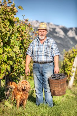  üzüm üzüm hasadı