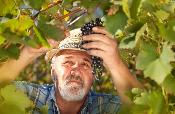 Colheita de uvas na vinha — Fotografia de Stock