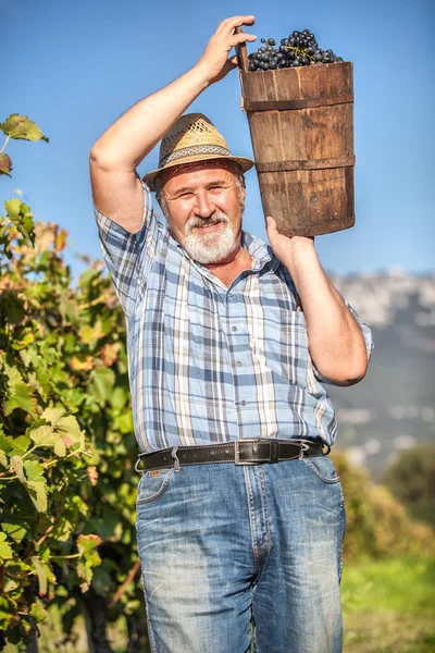 Oogsten van druiven in de wijngaard — Stockfoto