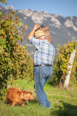 Olgun winegrower siyah üzüm hasadı