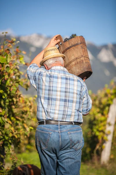 Зрелый виноградарь собирает черный виноград — стоковое фото