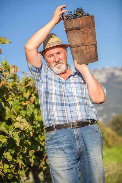 Volwassen wijnbouwer zwart druiven oogsten — Stockfoto