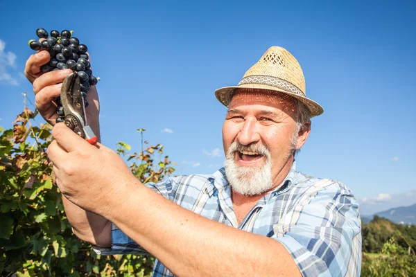 Mature winegrower harvesting black grapes — Stock Photo, Image