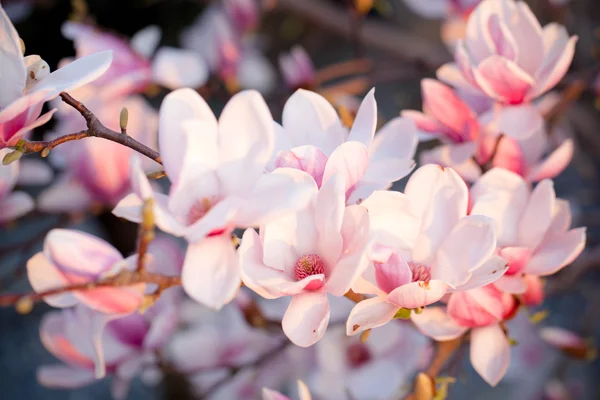 Beautiful magnolia blossom — Stock Photo, Image