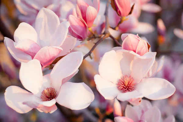 Beautiful magnolia blossom — Stock Photo, Image