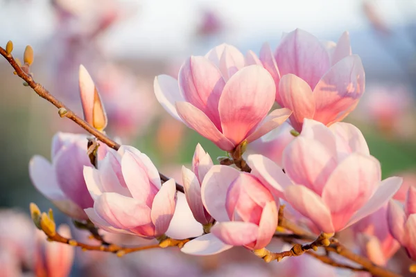 Beautiful magnolia blossom — Stock Photo, Image