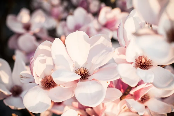 Schöne Magnolienblüte — Stockfoto