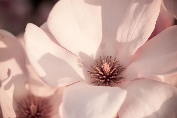 Vackra magnolia blossom — Stockfoto