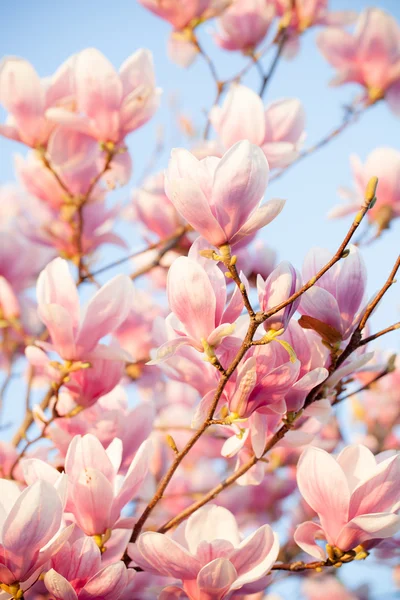 Magnolia piękny kwiat — Zdjęcie stockowe