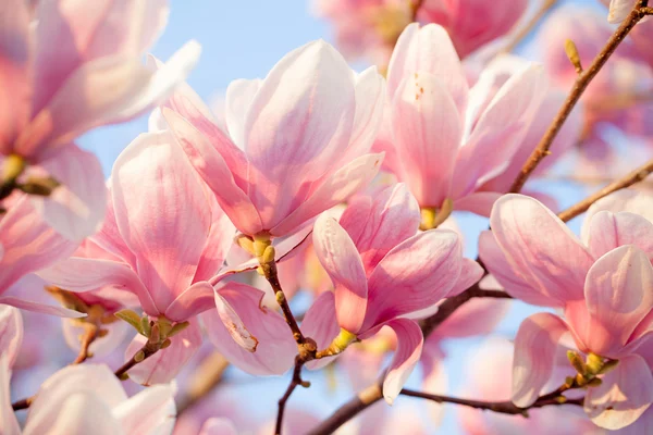 Όμορφη magnolia άνθος — Φωτογραφία Αρχείου