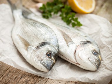 yaldızlı kafa çipura balığı