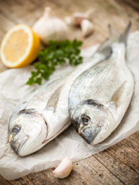 yaldızlı kafa çipura balığı