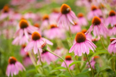 Coneflowers