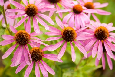 Coneflowers