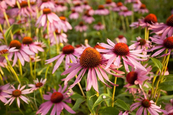 Coneflowers — стоковое фото