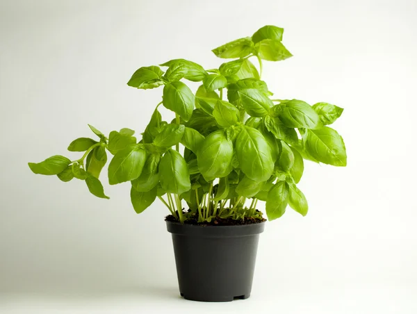 Planta de manjericão em vaso — Fotografia de Stock