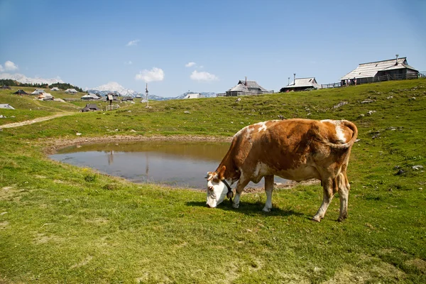 Vache nourrie à l'herbe sur Velika planina — Photo