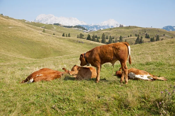 Velika planina, Slovenia — Stock Photo, Image