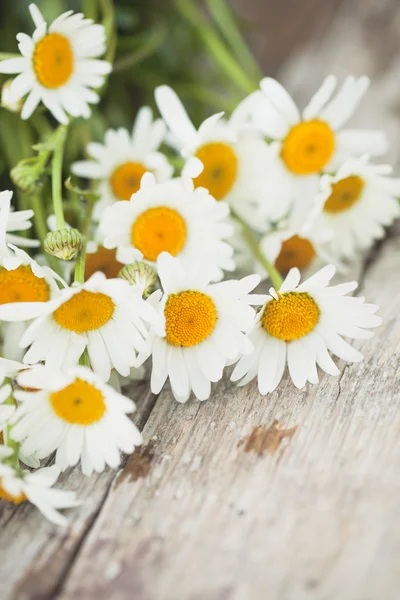 Fiori di margherita sulla scrivania di legno — Foto Stock