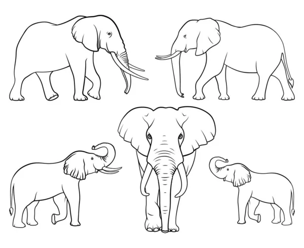 Família Dos Elefantes Conjunto Elefantes Vetor Linear Ilustração Vetorial Sobre —  Vetores de Stock