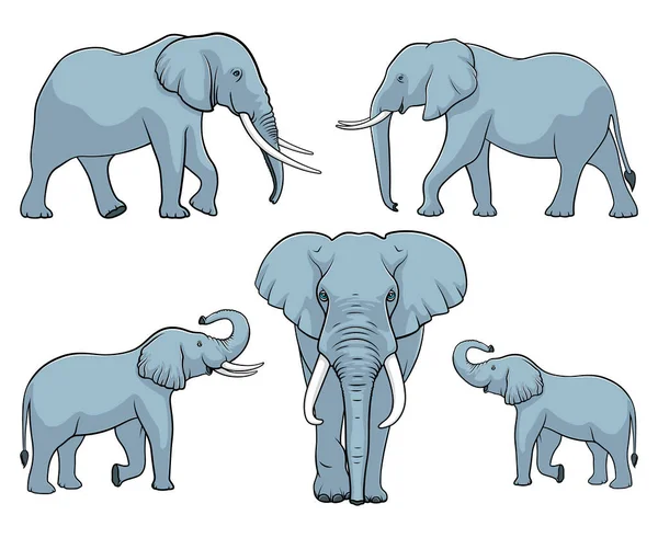 Elephant Family Set Elephants Vector Illustration White Background — Stock Vector