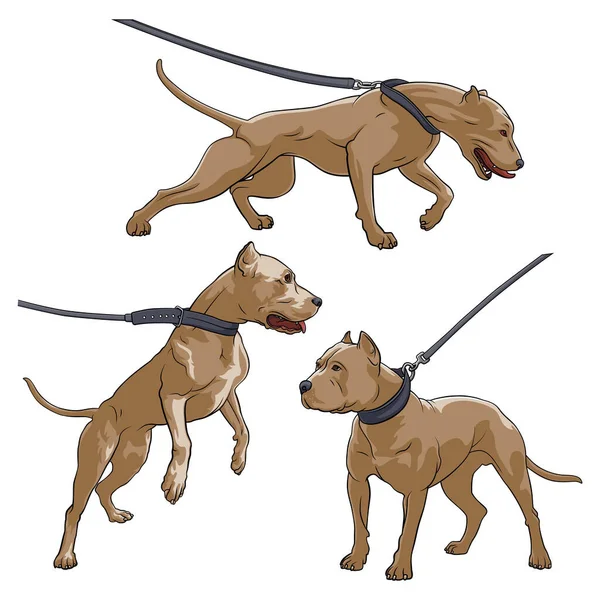 Pit Bull Terrier Gallérral Kutya Pórázon Vektor Illusztráció Fehér Alapon — Stock Vector