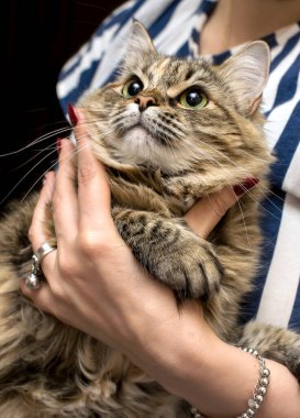 Altın bir bileziği olan ve yüzük takan kadın elleri. Kucağında kedisi olan bir kız.