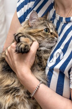 Altın bir bileziği olan ve yüzük takan kadın elleri. Kucağında kedisi olan bir kız.