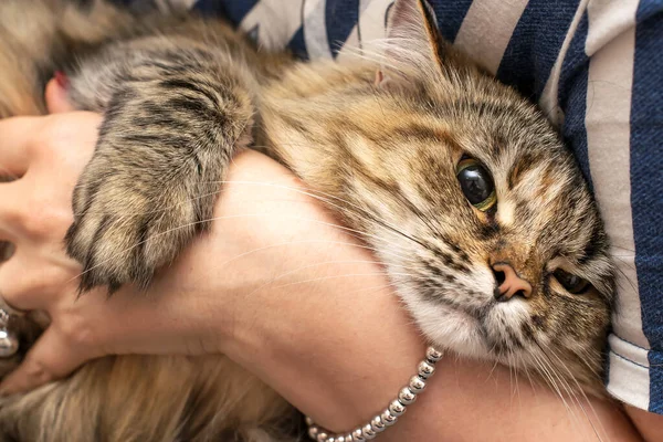 Samičí ruce s drahocenným zlatým platinovým náramkem a prstenem dívka drží kočku v náručí kočka — Stock fotografie