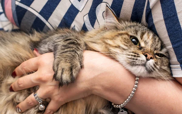 Kvinnliga händer med en dyrbar guld platina armband och ring en flicka håller en katt i hennes armar katt — Stockfoto