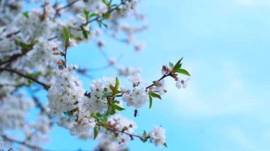 İlkbaharda güzel doğa. Berrak arka planda meyve ağacının çiçek açan dalı. Arılar çiçek açan dallardan polen topluyor.