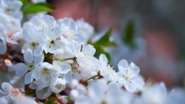 Kwitnące Drzewo Wschodzie Słońca Gałąź Pięknych Białych Kwiatów Drzewa Kołyszącego — Wideo stockowe